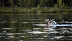 Prezident Putin plave v jednom ze sibiských jezer.