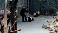 ínský chovatel vláí pandím mláatem v cheng-tu.