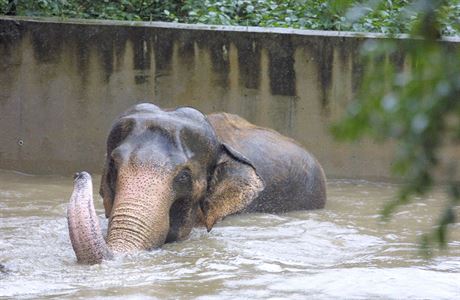 Povodeň století: V pražské zoo utratili slona, lva a hrošici. Jak došlo v roce 2002 k trojské tragédii