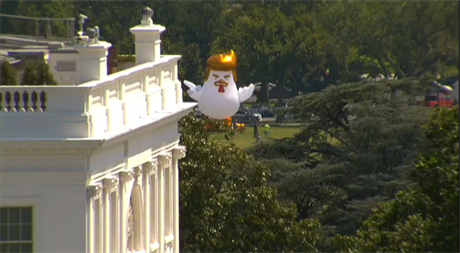 Nafukovací kuře s rysy Donalda Trumpa.
