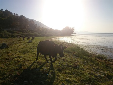 U Skadarského jezera „zavírají” pláže krávy.