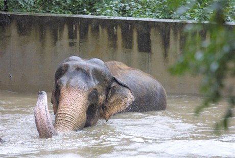 Sloni se museli brodit vodou.