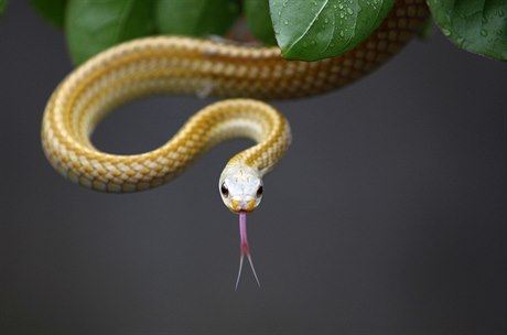 Čínská obec chová tři miliony hadů.