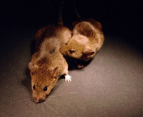 Myši (Ilustrační foto).