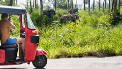 Focení slon z tuktuku
