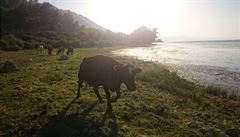 U Skadarského jezera zavírají pláe krávy.