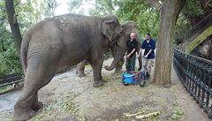Sloni se ocitli úpln mimo areál sloního výbhu.