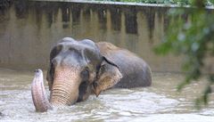 Sloni se museli brodit vodou.