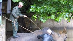 Pro oetovatele byl oíek i navrácení nosoroc do výbhu.