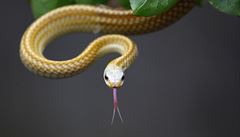 V tichomoří zkouší nasadit proti hadům otrávené myši