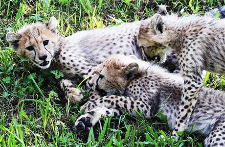 Zatmco samice gepard ij samotsky, samci asto vytvej dvoj i trojlenn...