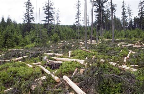 Ministerstvo zemdlství proto pilo s plánem, jak uinit les odolnjí (ilustraní snímek).