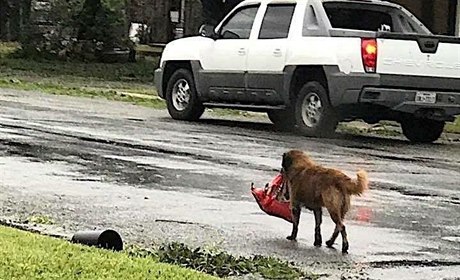 Pes se v Texasu vydal na cestu s pytlíkem granulí v tlamě. Bál se hurikánu.