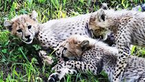 Zatímco samice gepardů žijí samotářsky, samci často vytvářejí dvoj i trojčlenné...