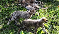 Gepardi se v praské zoo narodili po 2,5 letech.