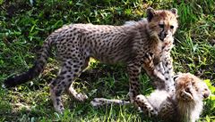 Gepardi jsou v divoin mezi ohroenými druhy.