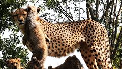 Sloité sociální vztahy gepard jsou dvodem, pro musí zoo zizovat dva výbhy.