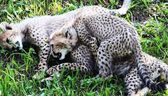 První gepardí mláata se v Praze narodila v roce 1972.