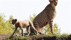 U 65 gepardích mláat se narodilo v praské zoo.