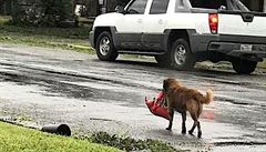 Pes se v Texasu vydal na cestu s pytlíkem granulí v tlam. Bál se hurikánu.