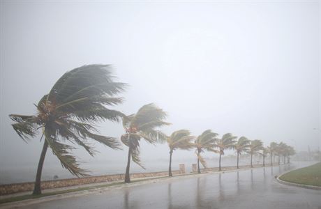 Stromy se ohýbají ped nárazem hurikánu Irma.