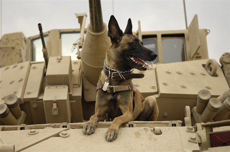 Pes americké armády.
