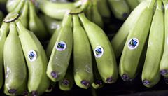 Jak se pstují férové banány