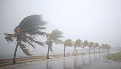 Stromy se ohýbají před nárazem hurikánu Irma. | na serveru Lidovky.cz | aktuální zprávy