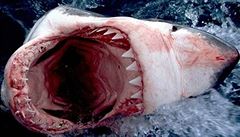 Američtí vědci přišli s 'Richterovou stupnicí', která měří útoky žraloka 