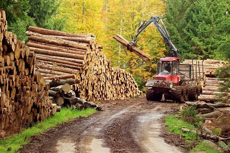 Těžba dřeva (ilustrační foto)