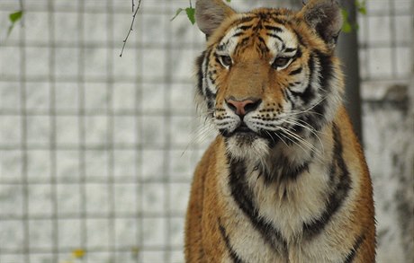 Tygr sibiřský je největší kočkovitá šelma