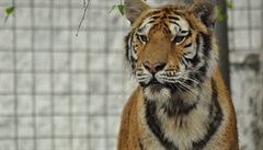 Mexick policie ptr po tygrovi uprchlm ze soukrom zoo