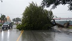 Spadnutý strom vinou hurikánu Irma  v Hollywoodu.