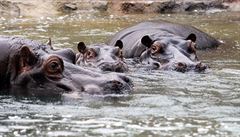 Hroi v ZOO Praha.