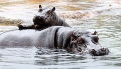 Hroi v praské ZOO.