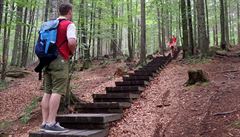 Ve slovinské oblasti jménem Rogla najdete teba schody uprosted lesa.