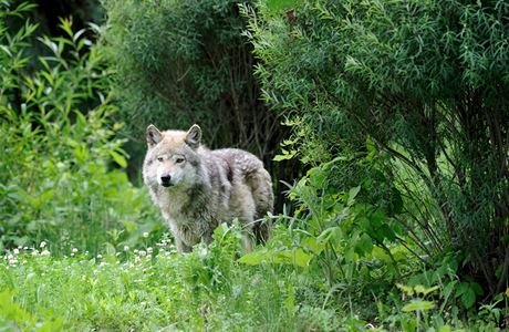 Vlk (ilustran foto)