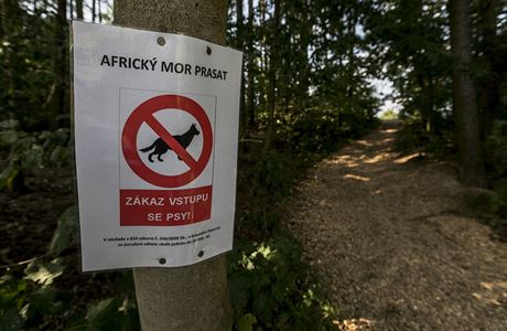 Myslivci na Zlínsku vyhlásili velký lov divokých prasat. Dvodem byl africký...