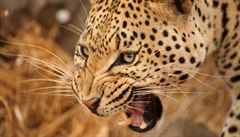 Detail rozíleného Afrického leoparda.