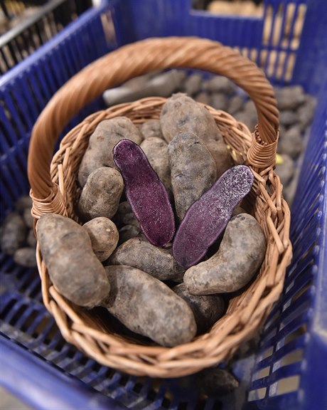 Nová odrda s hlízami ve tvaru rohlíku, která dostala název Val Blue, se v...