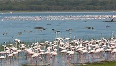 Jezero Naivasha