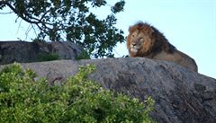 Nejen ve Svazijsku jsou k vidní lvi. Spolu s levhartem, nosorocem, buvolem a...