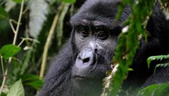 V Ugand jsme navtívil rodinu kriticky ohroené gorily horské.