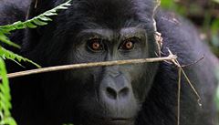 V Ugand jsme navtívil rodinu kriticky ohroené gorily horské.