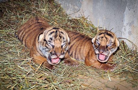 Zoo Praha má dv tygí mláata.