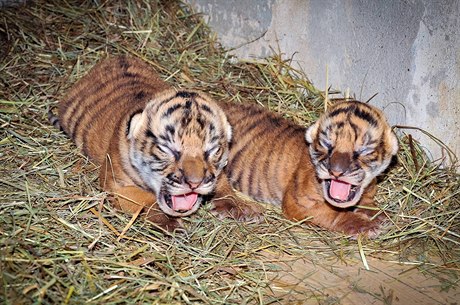 Zoo Praha má dv tygí mláata.