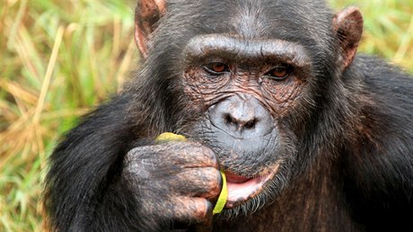 Alfa samec šimpanzího klanu v  Kibale National Park.
