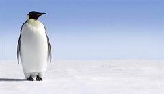 Tučňáků je na Antarktidě přes půl milionu, zjistily satelity 