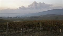 Kou v Sonoma Valley z pohledu kolemjdoucího na vinici Carneros.