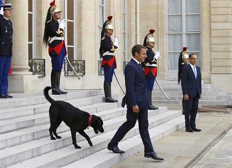 Pes Nemo nejmocnjího mue Francie na schodech Elysejského paláce.